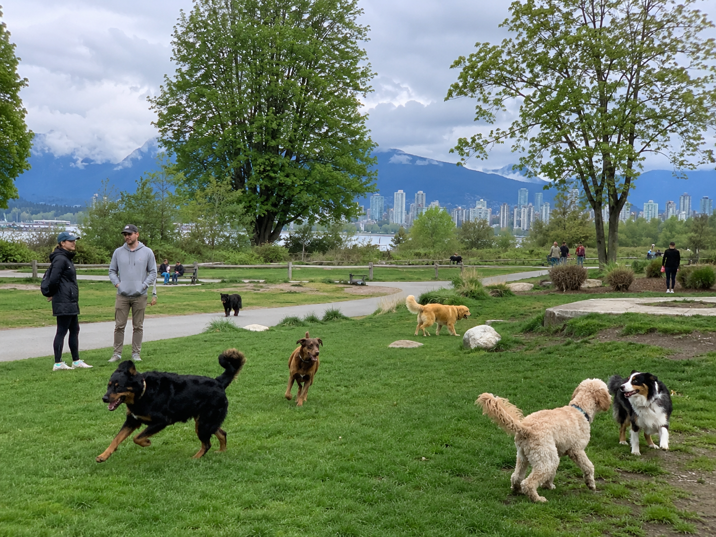 dogs playing in park with people vancouver local Vancouver BC Dog Parks and Pet Services dogs playing in park with people vancouver local Vancouver BC Dog Parks and Pet Services