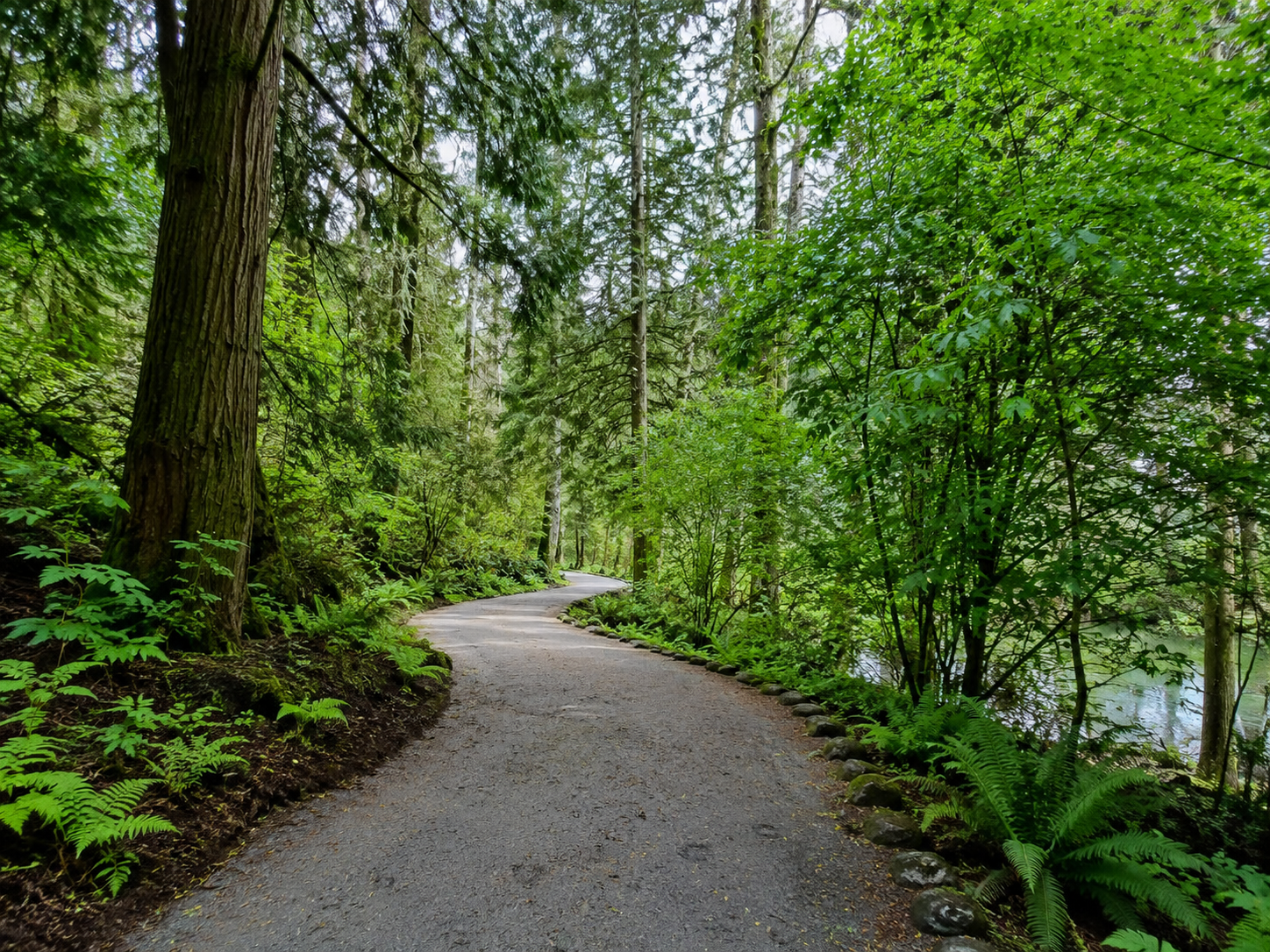 winding path through green forest vancouver local Your Guide to Free Outdoor Fitness Trails in Vancouver BC winding path through green forest vancouver local Your Guide to Free Outdoor Fitness Trails in Vancouver BC