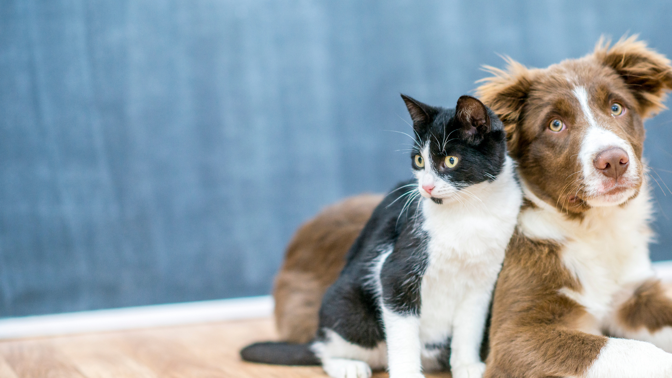Acadia Veterinary Clinic in Dunbar-Southlands, Vancouver