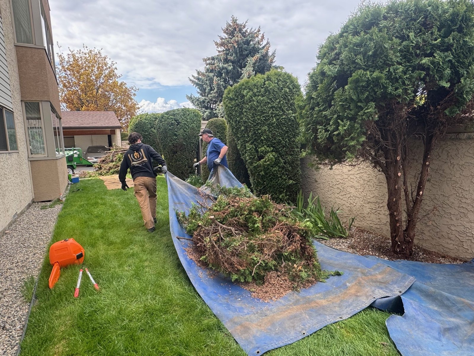ct interior maple ridge CutTree.Co CutTree.Co Kelowna pruning and tree care work