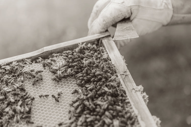 Fredrich's Honey in Kerrisdale, Vancouver
