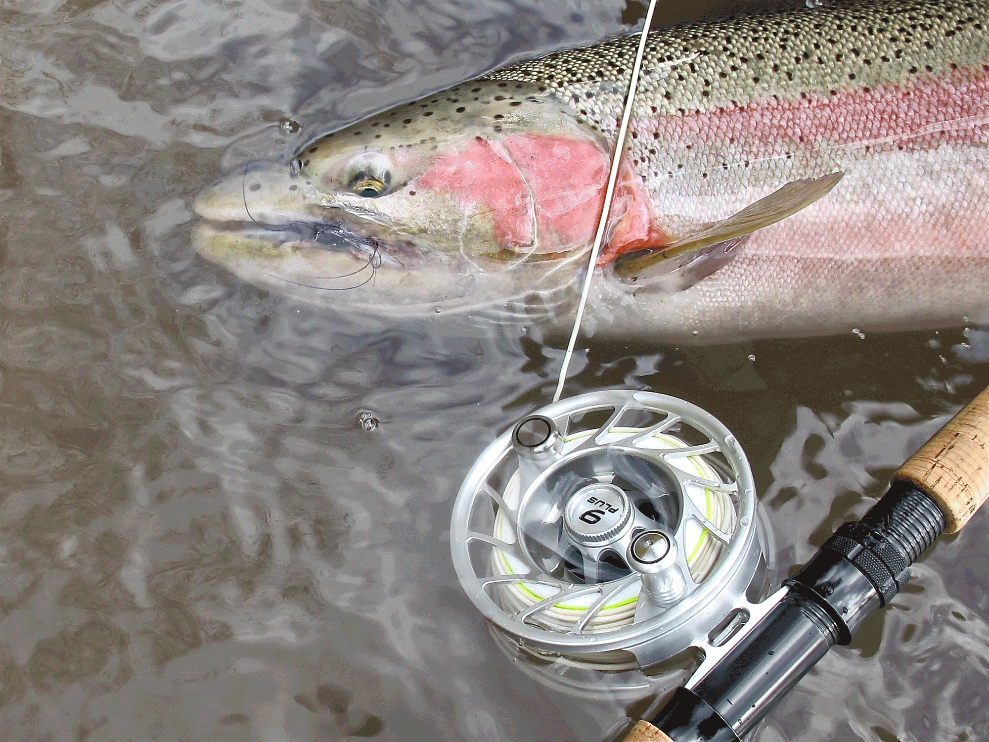 My Fly Shop in Fairview, Vancouver