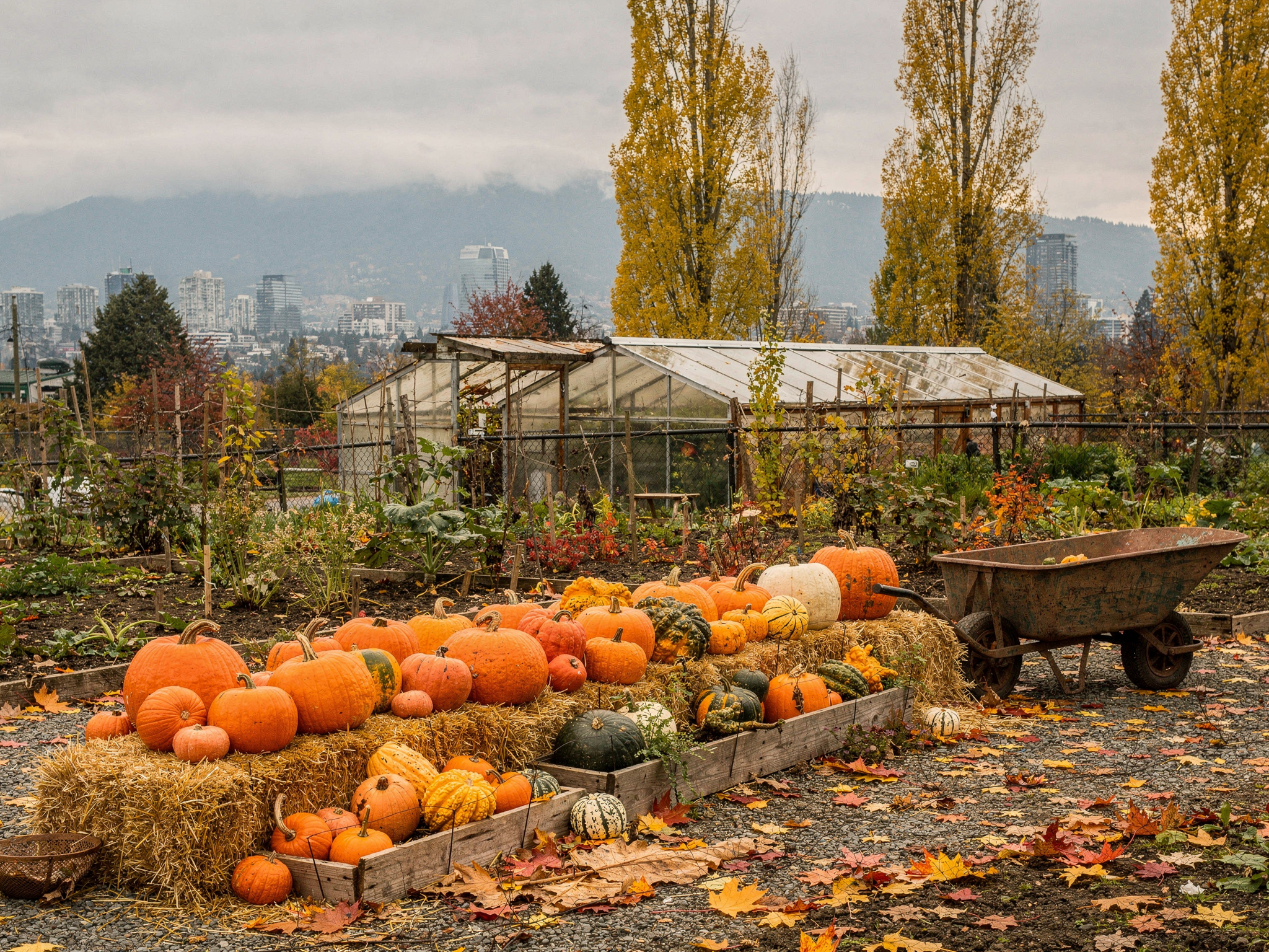 02 pumpkins farm days v2 Vancouver BC Fall Fun Family Activities Pumpkins and Farm Days in the City section image for vancouver bc fall family activities in Vancouver BC