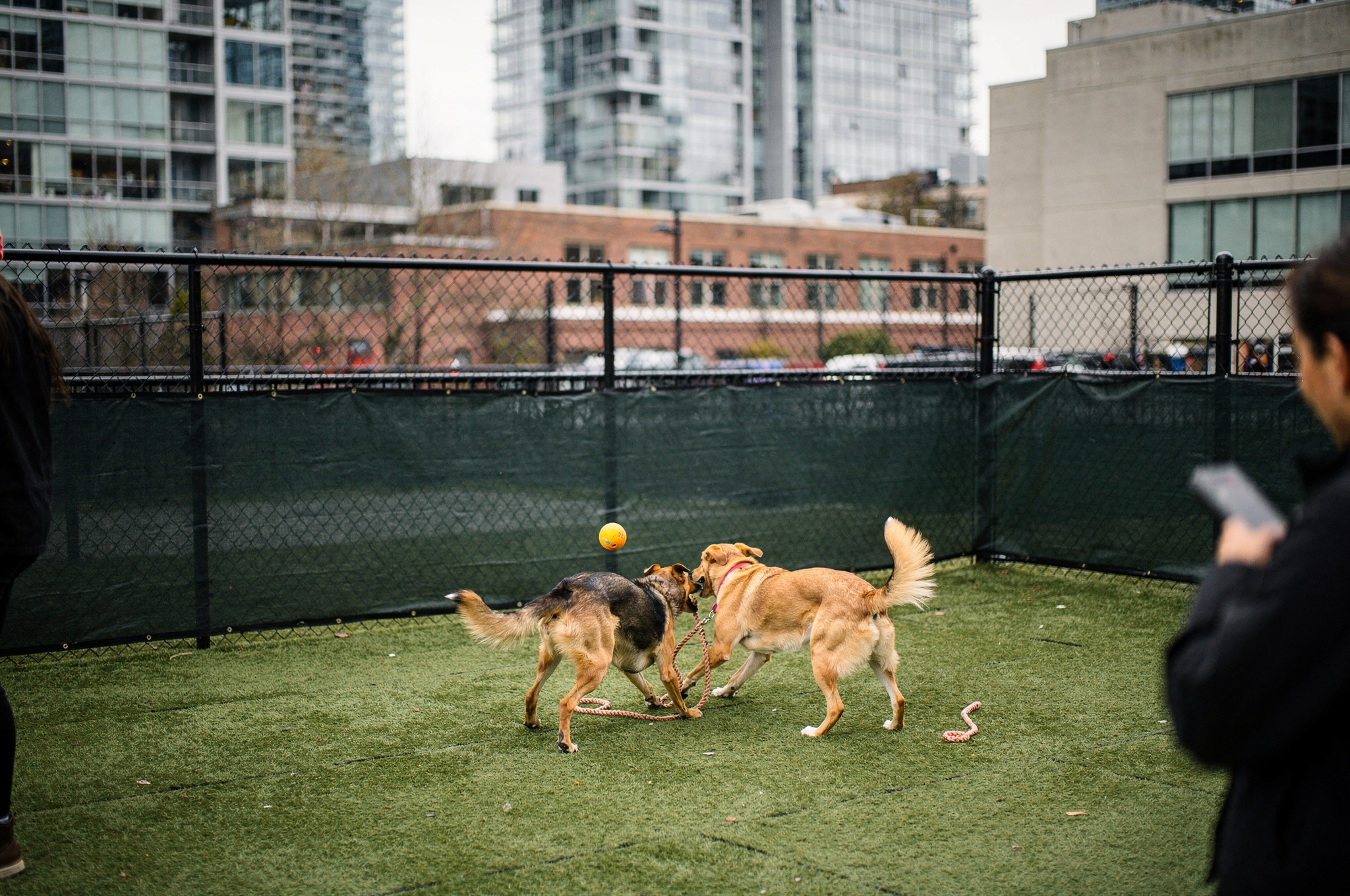 03 fenced runs downtown apartment dogs v2 Vancouver BC Dog Parks and Pet Services Fenced Runs for Downtown and Apartment Dogs section image for vancouver bc dog parks pet services in Vancouver BC