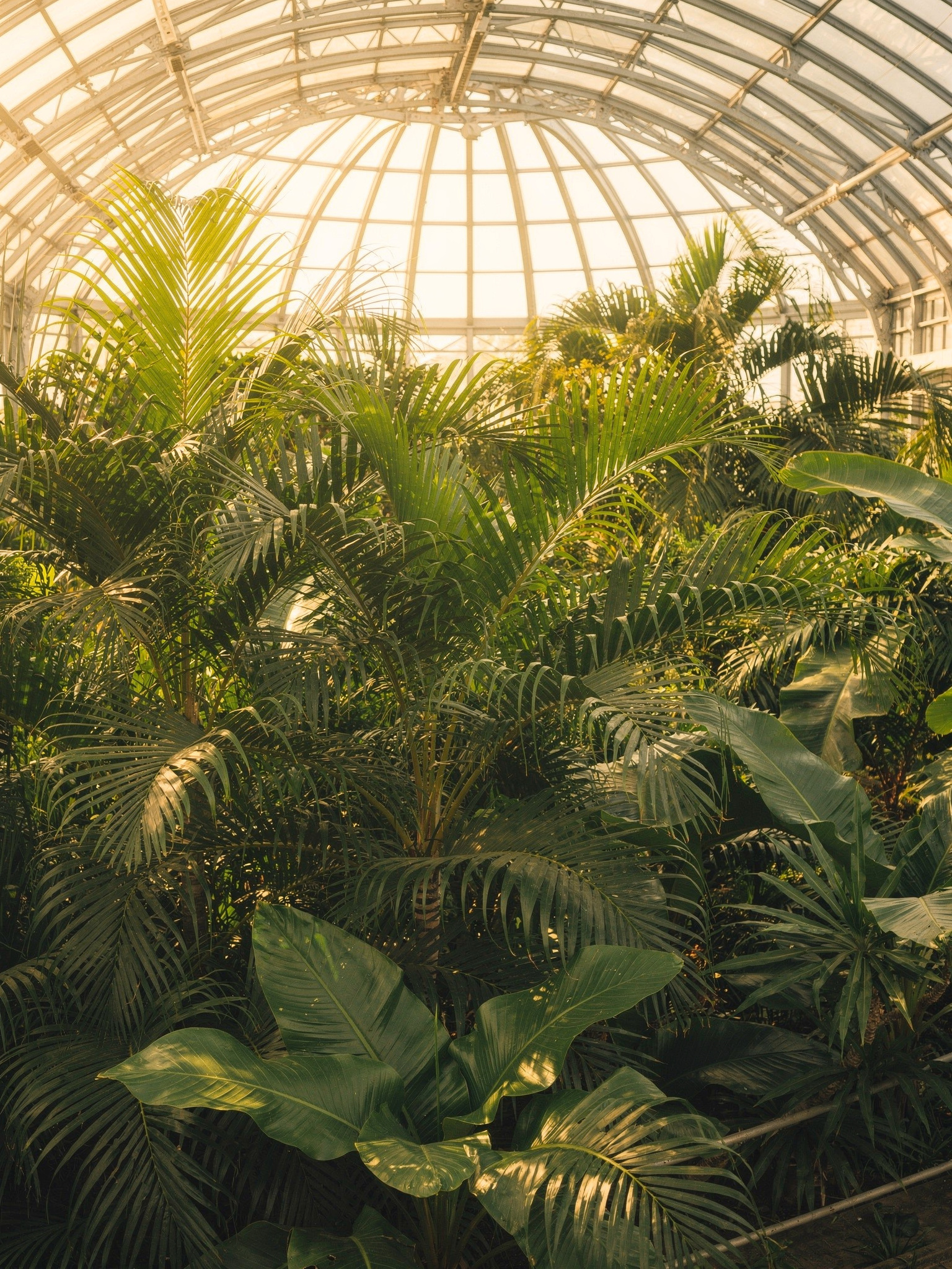 qepark sec1 conservatory interior Queen Elizabeth Park and the Bloedel Conservatory: A Visitor's Guide The Bloedel Conservatory